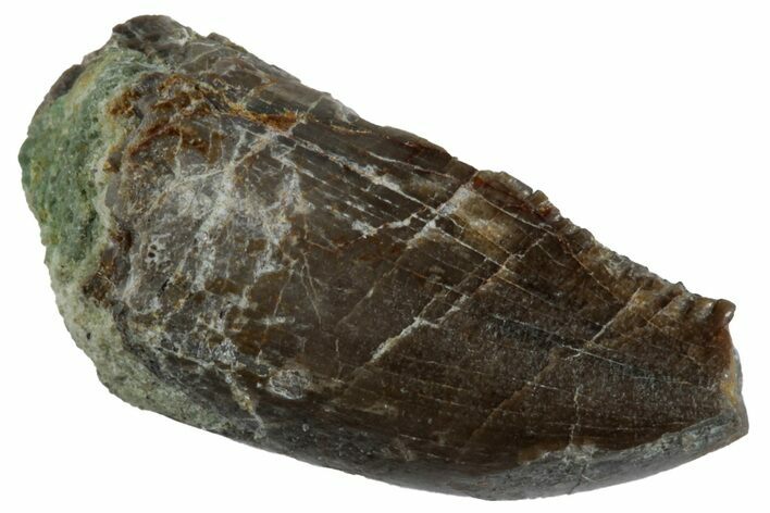 Serrated Dinosaur (Allosaurus) Premaxillary Tooth - Colorado #261698